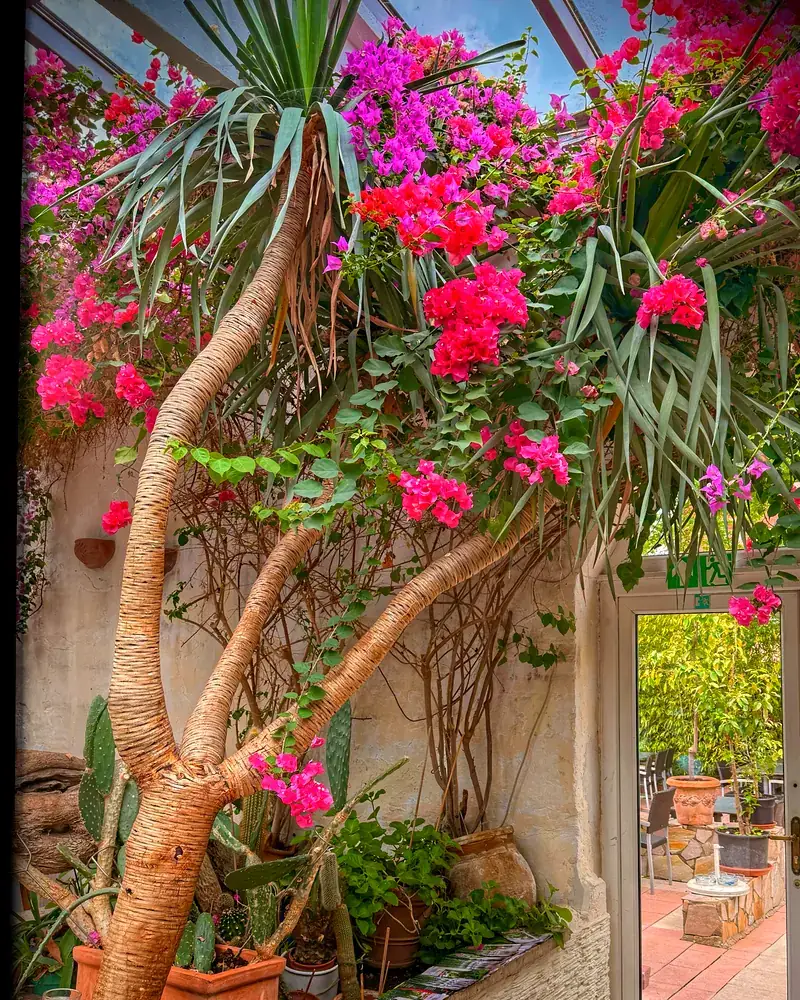 Üppig blühende Bougainvillea über der Terrassentür