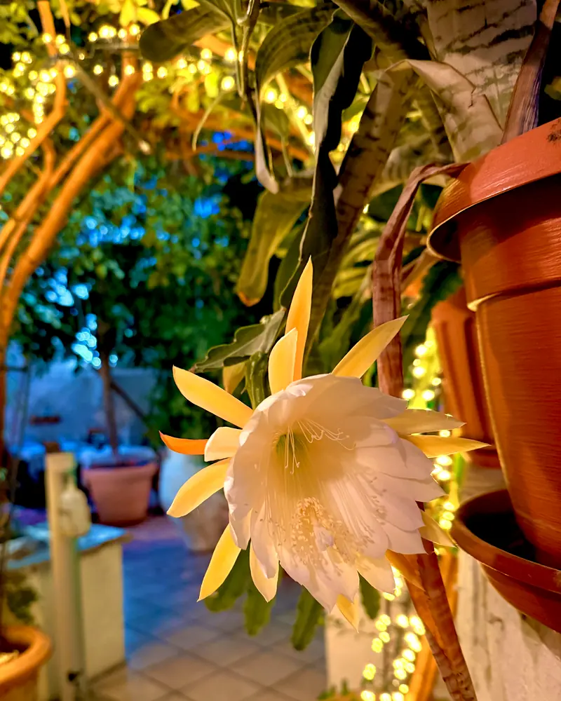 Weiße Nachtblüte eines Kaktus zwischen warmen Lichterketten